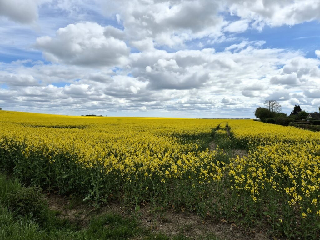Mammutmarsch 55KM Kopenhagen